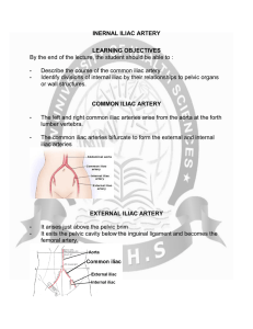 Anatomy - INERNAL ILIAC ARTERY