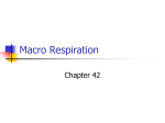 Macro Respiration