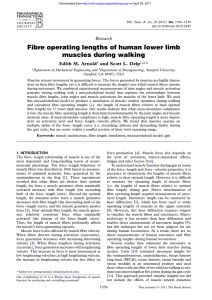 Fibre operating lengths of human lower limb muscles during walking