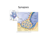 4. Nervous System: Synapses