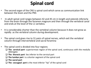 Spinal cord - Pharmacy Fun