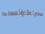 Digestive System Power Point