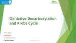 13-Krebs cycle
