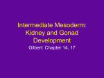 Intermediate Mesoderm: Kidney and Gonad