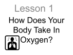 How Does Your Body Take In Oxygen?