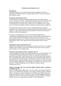 Peritoneum and abdominal cavity
