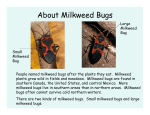 About Milkweed Bugs