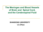 The Meninges and Blood Vessels of Brain and Spinal Cord, and the
