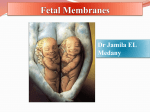 foetal membranes2012-09-29 06:177.6 MB