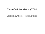 ECM Proteins_Dr. Jawad Hassan