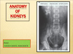 Kidney, Renal block