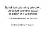 Darwinian balancing selection: predation counters sexual selection