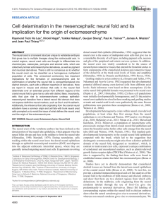 Cell delamination in the mesencephalic neural fold