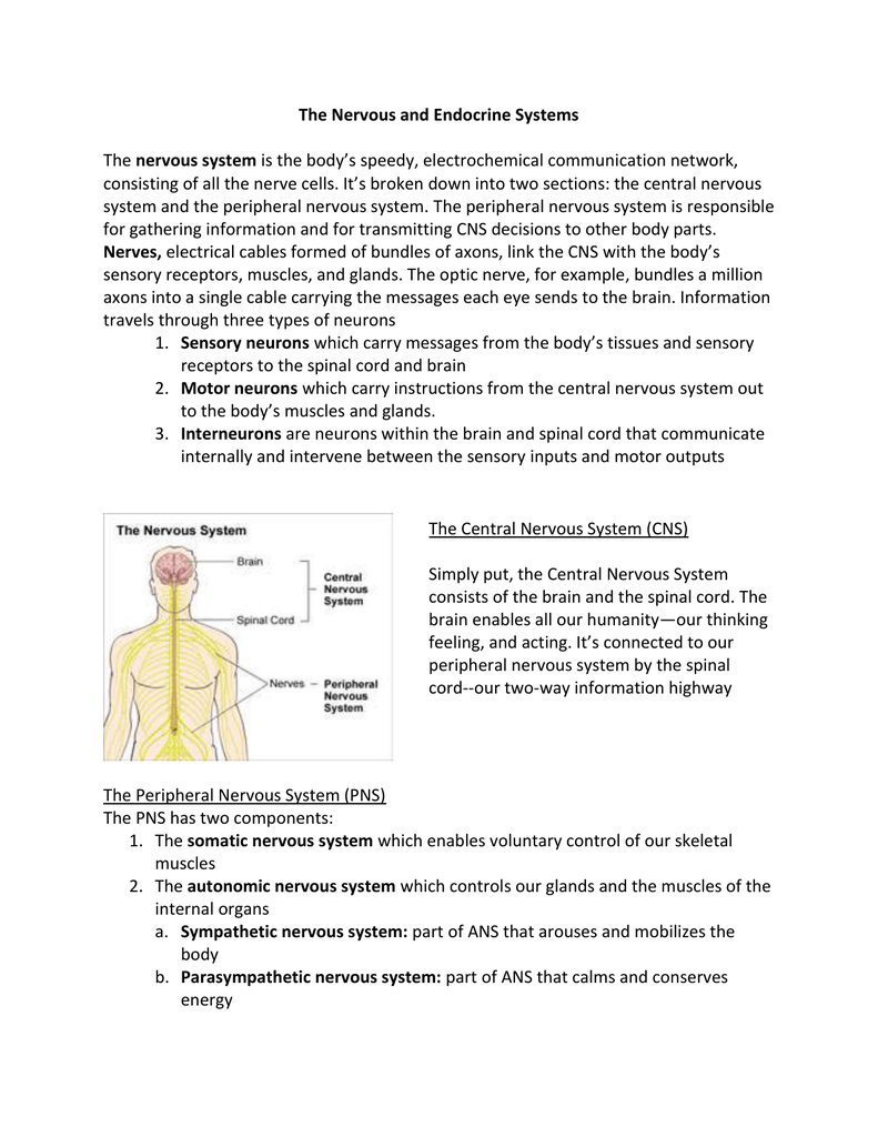 Nervous And Endocrine Systems - 