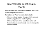Intercellular Junctions in Plants