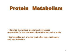 Protein Metabolism