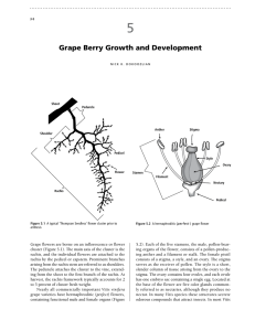 Grape Berry Growth and Development