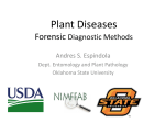 Plant Diseases Diagnostic Methods