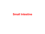Small Intestine - DENTISTRY 2012