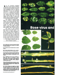 Rose virus and virus-like diseases