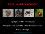 phylum arthropoda - MR. Hill`s class