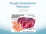 Rough Endoplasmic Reticulum (RER)