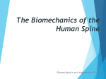 The Biomechanics of the Human Spine
