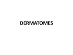 dermatome - OneDrive