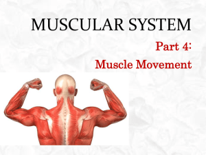 Muscle Movement