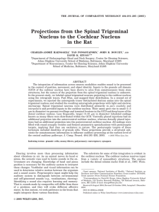 Projections from the spinal trigeminal nucleus to the cochlear