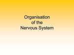 2Nervous_system