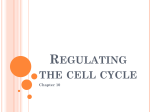 Regulating the cell cycle