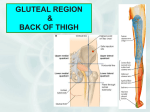 POSTERIOR COMPARTMENT OF THIGH POPLITEAL FOSSA