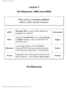 The Ribosome, rRNA and mRNA (3.1)