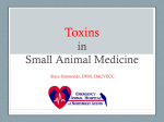 Toxins in Small Animal Medicine