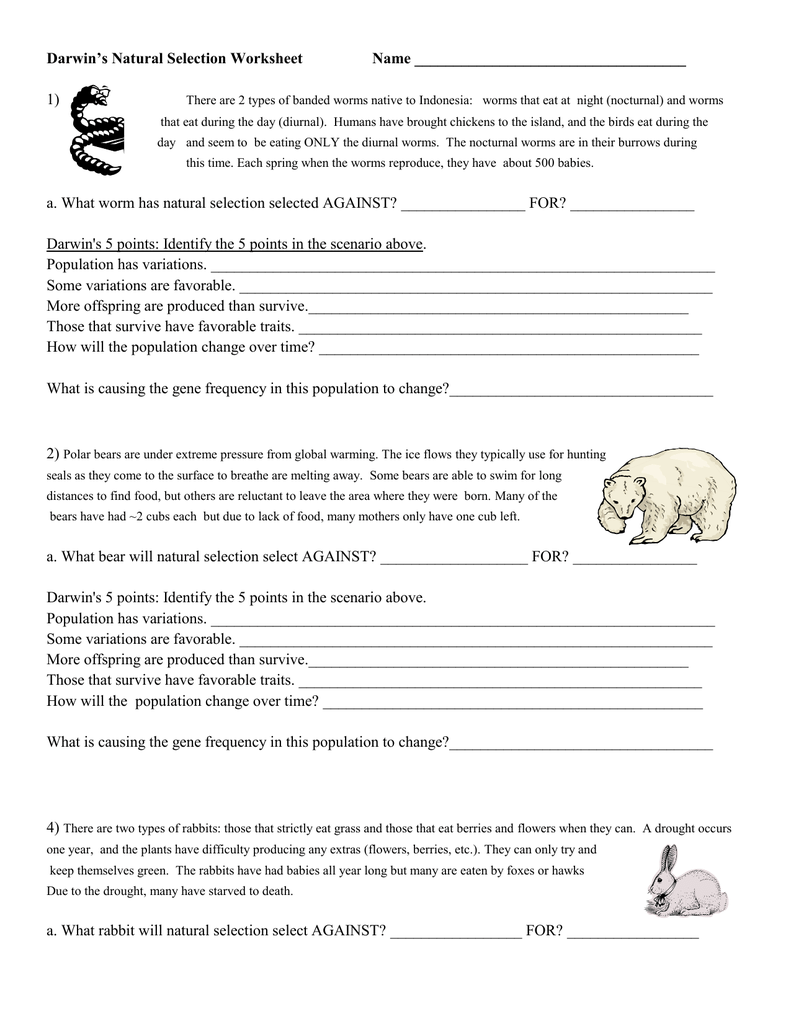 natural_selection_wkst-23 Pertaining To Darwin Natural Selection Worksheet