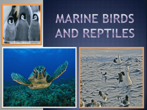 Marine Reptiles and Birds - Science with Ms. Reathaford!