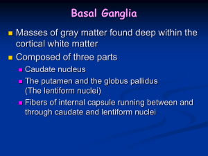 Basal Ganglia