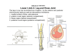 Lower Limb 4: Leg and Knee Joint
