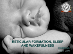 Reticular formation,sleep and wakefulness