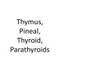 Thymus Pineal Thyroid Parathyroid