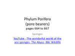 phylum_porifera