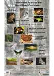 Mary Catchment Threatened Species Poster