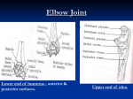 Elbow-Radioulnar-Wrist Joints2008-11-19 04:201.4 MB