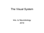 The Visual System