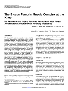 The Biceps Femoris Muscle Complex at the Knee