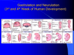 The 3rd and 4th Week of Human Development Gastrulation and