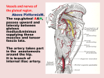 Vessels and nerves of the gluteal region.