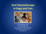 Cancer in Dogs and Cats: Oral Therapies