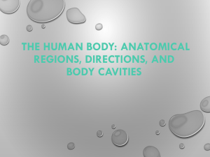 The Human Body: Anatomical Regions, Directions, and Body Cavities